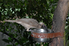 0719 Birdworld Kuranda